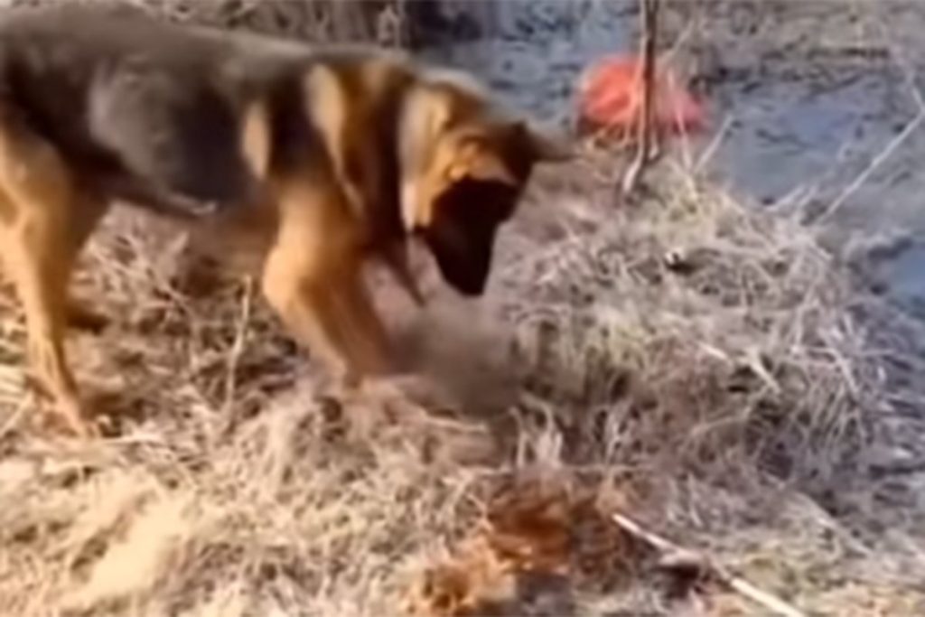 Dirljiva scena u Crnoj Gori: Pas pomaže u gašenju požara (VIDEO)