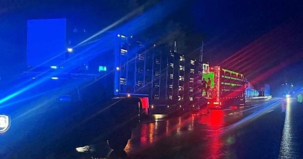 Više od 900 prasića namijenjenih za BiH blokirali auto-put u Austriji Foto: Screenshot/orf.at