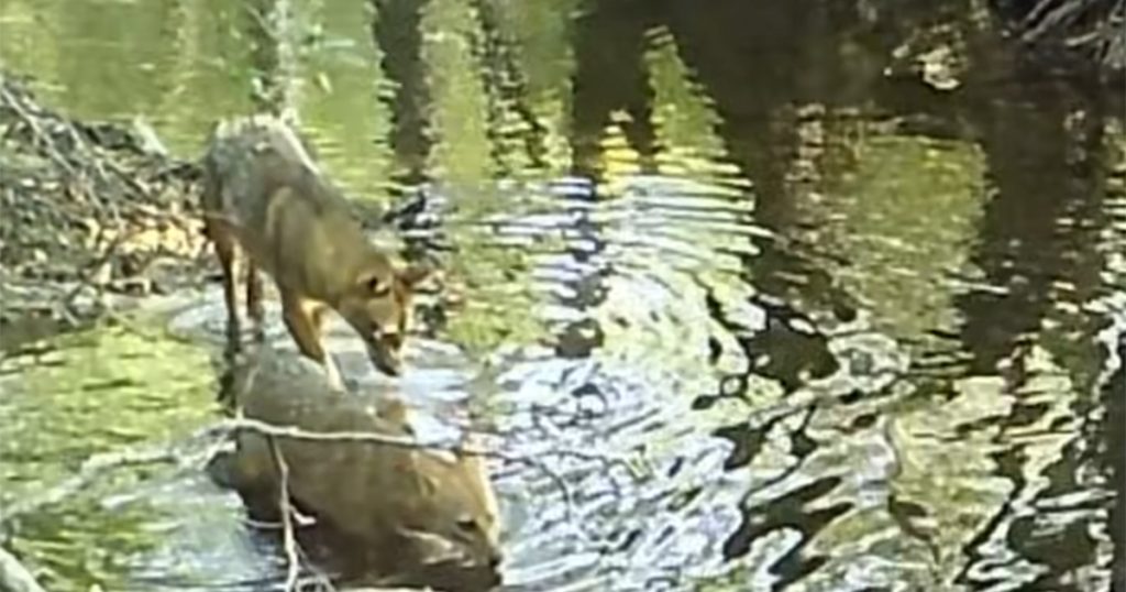 Kamere u Plitvičkim jezerima snimile zanimljiv prizor (VIDEO) Foto: Screenshot Facebook