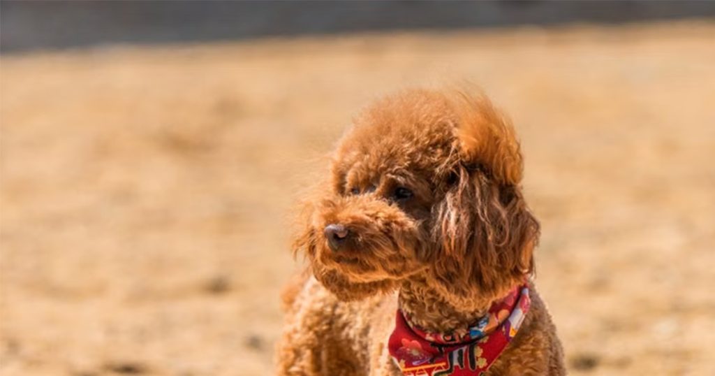 Jednostavan trik veterinara može pomoći psu da lakše podnese vrućinu Foto: Pexels/Ilustracija