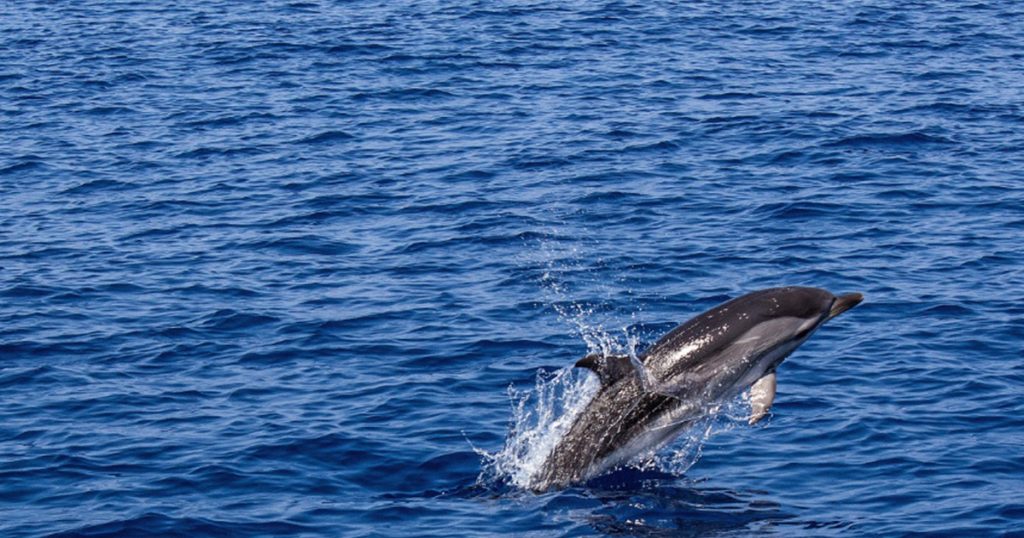 Delfin napravio šou među kupačima na Jadranu, igrao se s loptom (VIDEO) Foto: Pixabay