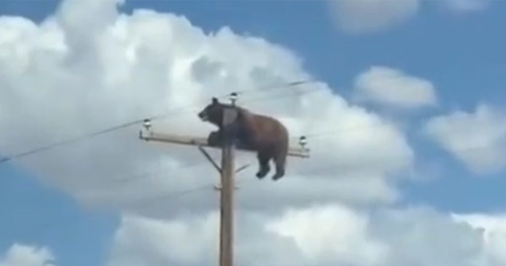 Potresan video: Medvjed ostao zarobljen na dalekovodu, nije preživio Foto: Printscreen/X