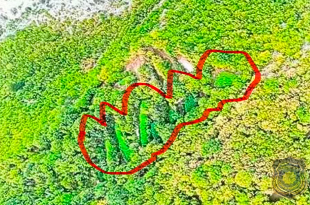 Otkrivene velike plantaže kanabisa u Hercegovini (FOTO) Foto: FUP