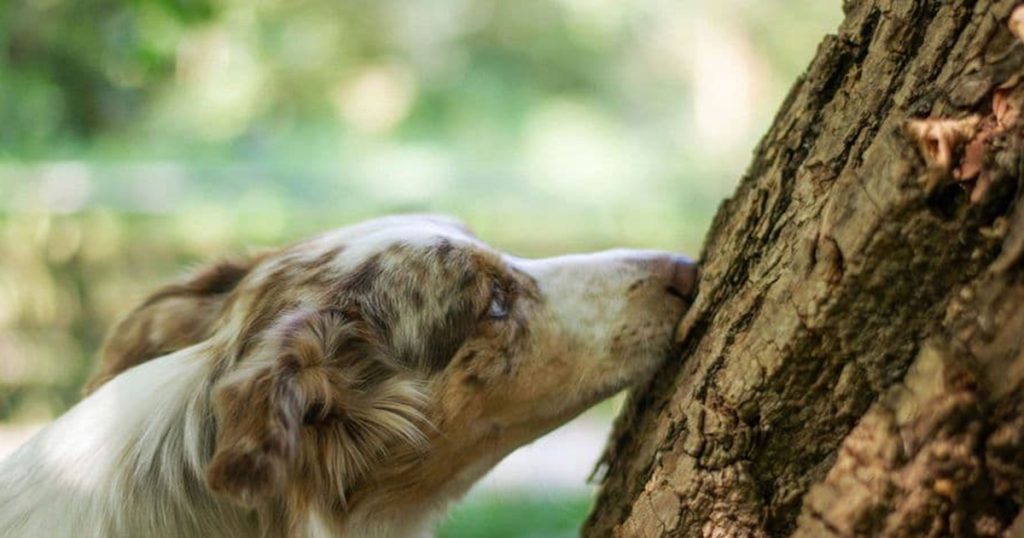 Zašto vaš pas voli da istražuje i kada je to znak za uzbunu? Foto: Unsplash/Ilustracija