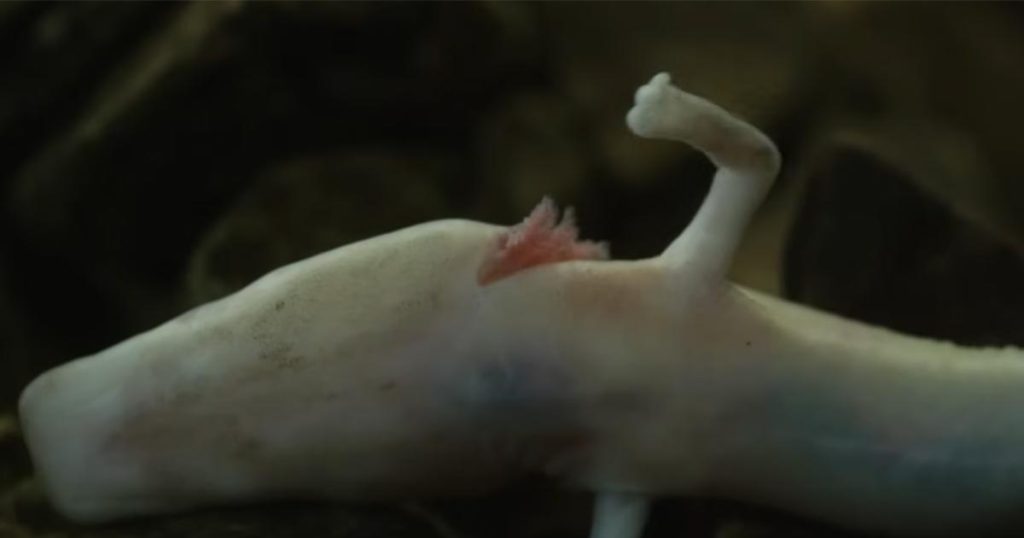 Foto: Printscreen/Youtube/Smithsonian Channel