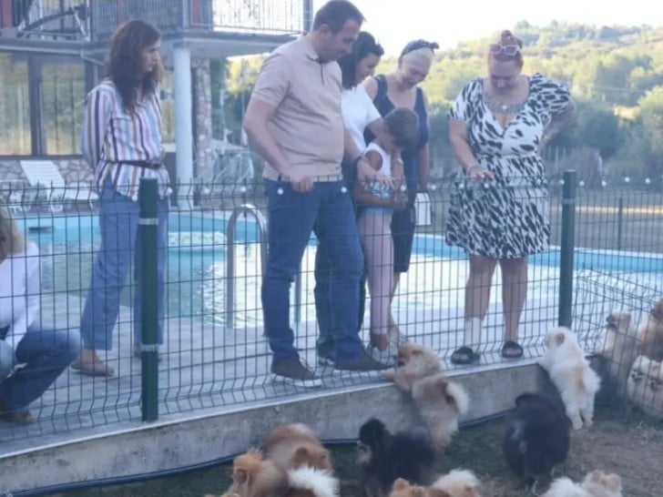 Selak: Podržimo one koji brinu o napuštenim životinjama Foto: Društvene mreže