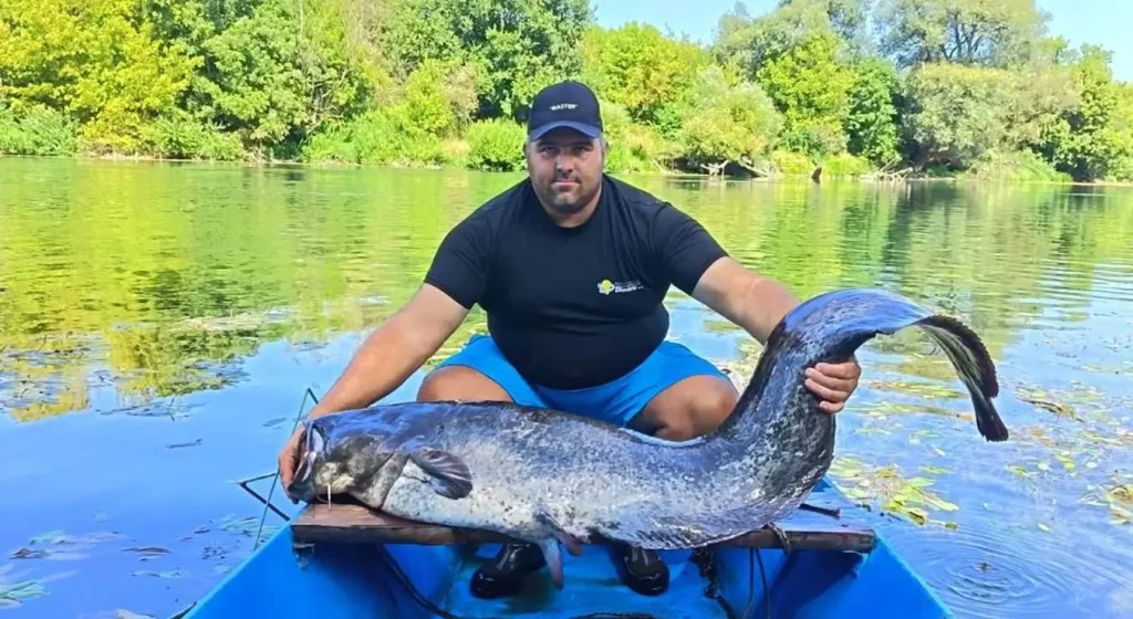 U rijeci Uni upecao soma od 42 kilograma!